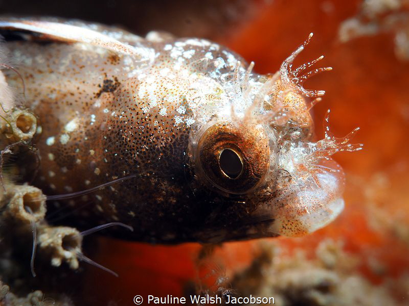 Roughhead Blenny, Acanthemblemaria aspera by Pauline Walsh Jacobson 