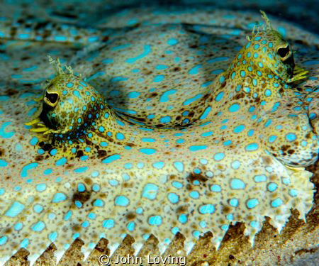 Peacock Flounder by John Loving 
