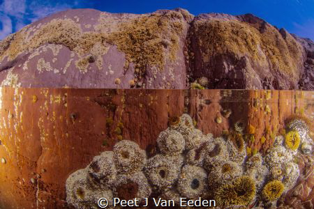 Rock pool with sandy anemones by Peet J Van Eeden 