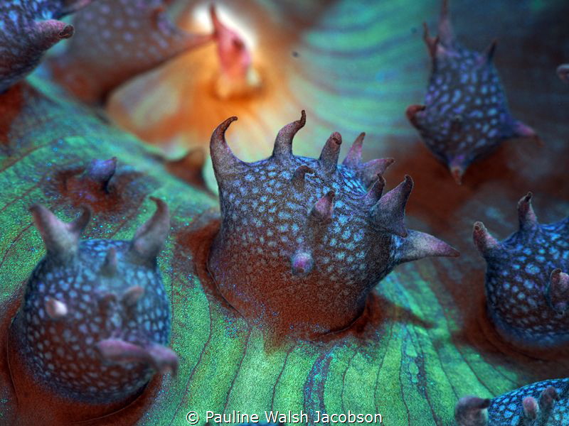 Warty Corallimorph, Rhodactis osculifer, Stevens Cay, U.S... by Pauline Walsh Jacobson 