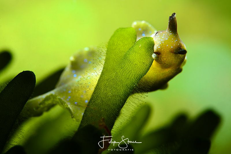 Sap-sucking slug (Elysia viridis), Lake Grevelingen, Zeel... by Filip Staes 