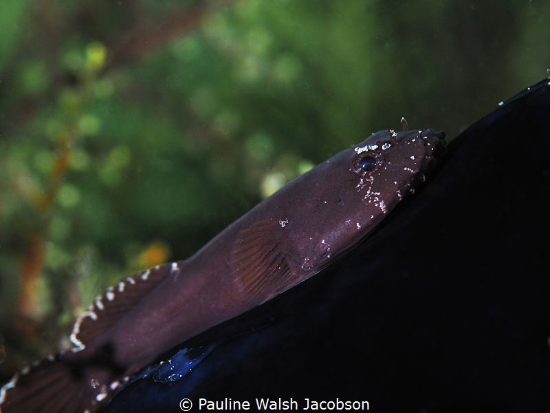 Skilletfish, Gobiesox strumosus, Blue Heron Bridge, Florida by Pauline Walsh Jacobson 