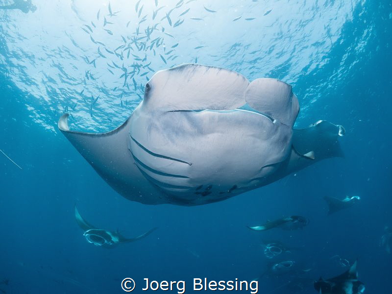 This was a nice postdive manta session. A dense patch of ... by Joerg Blessing 