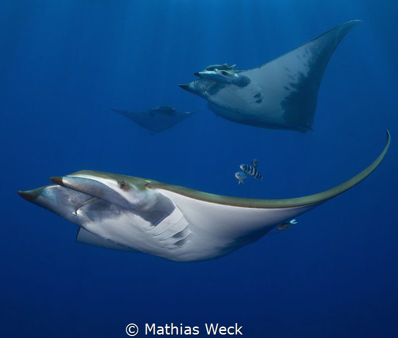 Manta Rays at the Azores by Mathias Weck 