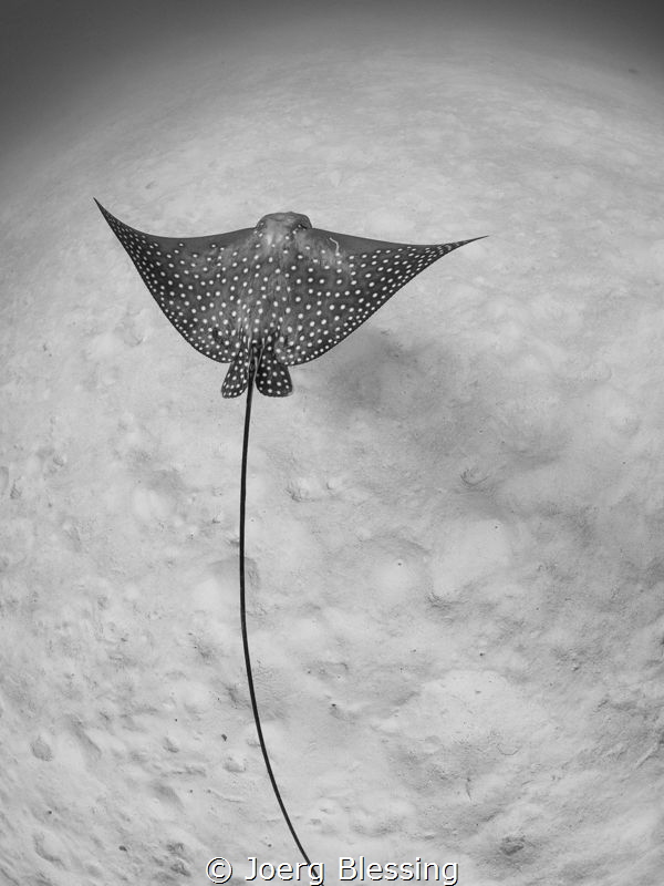 Eagle ray hunting over sandy bottom by Joerg Blessing 