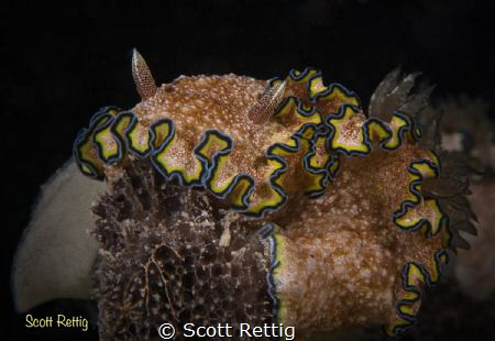 Glossadoris cincta with eggs on a black sponge.  Guam by Scott Rettig 