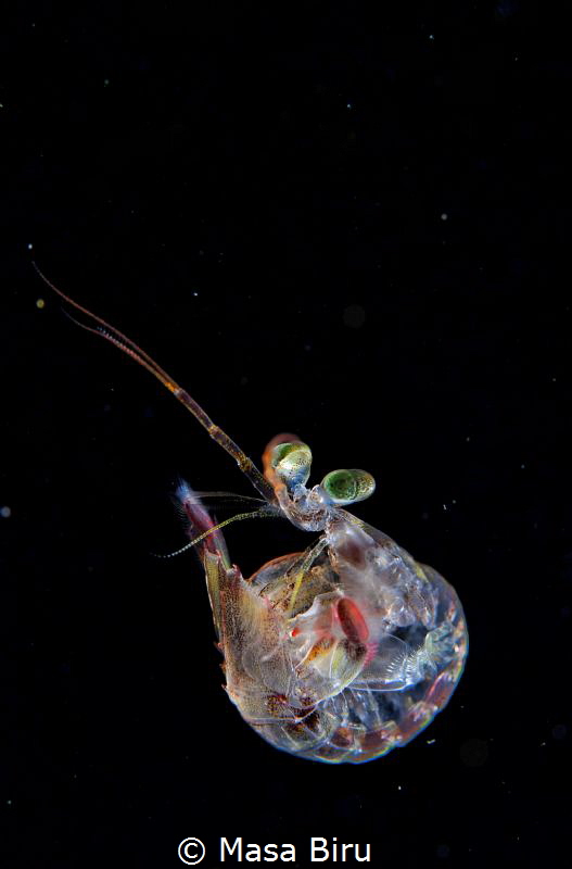 a baby  mantis shrimp by Masa Biru 