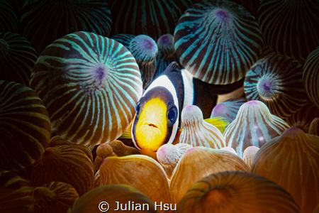 Juvenile Anemonefish by Julian Hsu 