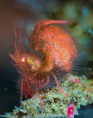 Hairy shrimp with eggs by Rudy Janssen 