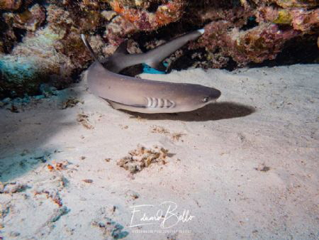 Baby white tip shark by Eduard Bello 