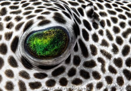pufferfish eye by Lars Oliver Michaelis 