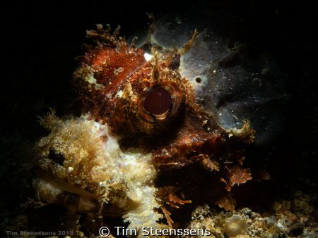 Scorpionfish close up with snoot by Tim Steenssens 