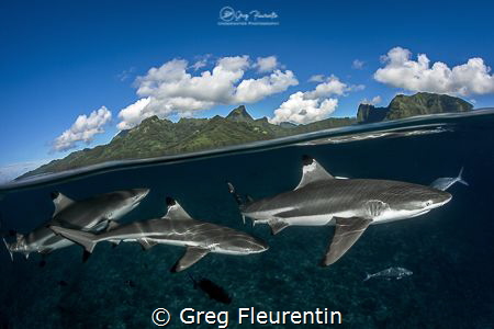Black tip reef sharks above Moorea, the heart of French P... by Greg Fleurentin 