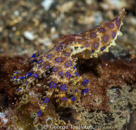 Blue Ring Octo!!! by George Touliatos 