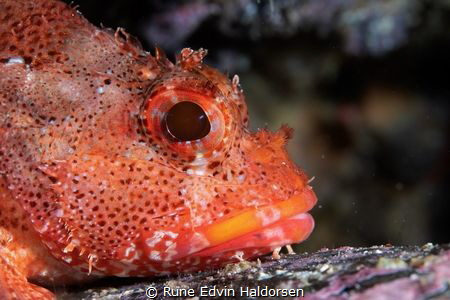 Madeira rockfish by Rune Edvin Haldorsen 