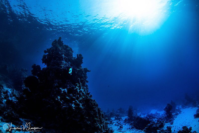 Reef view/Photographed with a Tokina 10-17 mm fisheye len... by Laurie Slawson 