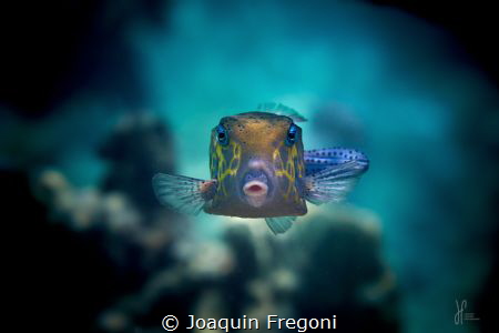 Eye contact with this old yellow boxfish by Joaquin Fregoni 
