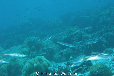 Yellowtail Barracuda - Sphyraena flavicauda on the reef by Hansruedi Wuersten 