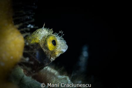 Tiny Roughhead Blenny Bonaire by Mani Craciunescu 