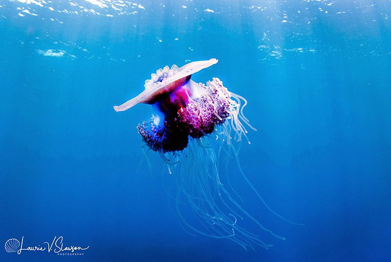 Jellyfish/Photographed with a Tokina 10-17 mm fisheye len... by Laurie Slawson 