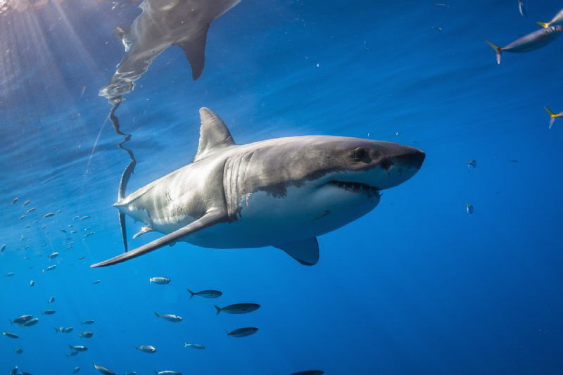 White Shark in the surface, Isla Guadalupe México by Alejandro Topete 
