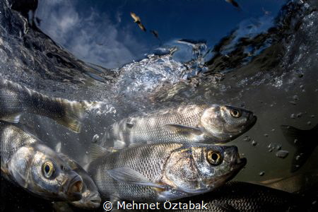 
pearl mullet fishes 2019
The incredible journey of pea... by Mehmet Öztabak 