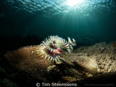 Find beauty in the small things. by Tim Steenssens 