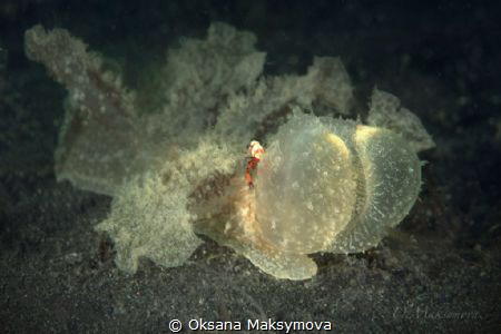 Melibe viridis with  the Imperator shrimp (Zenopontonia rex) by Oksana Maksymova 