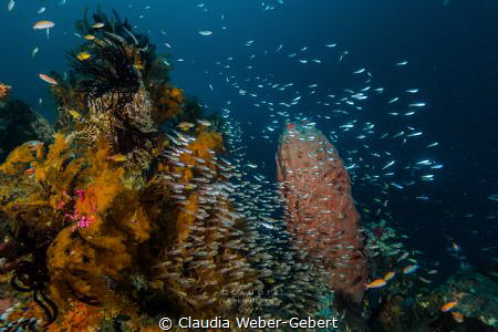 wonderful reef with loads of fish in Triton Bay - West Papua by Claudia Weber-Gebert 
