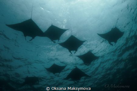 Manta rays, passing in surface in the Sulwaesi Sea near S... by Oksana Maksymova 