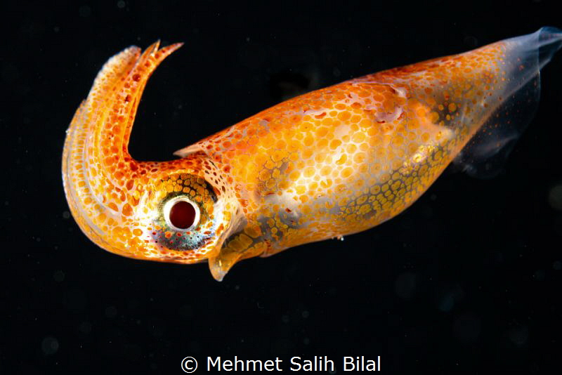 Colorful squid at blackwater dive by Mehmet Salih Bilal 