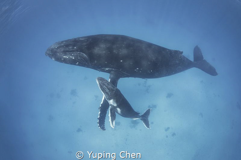 Mom and Her Calf by Yuping Chen 