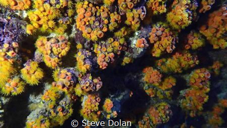 A wall covered with cup corals. Found inside a cave at No... by Steve Dolan 