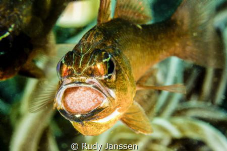 the cardinal fish with eggs
 by Rudy Janssen 