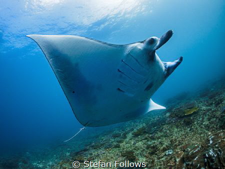 Come fly with me ...

Manta Ray - Mobula alfredi

Man... by Stefan Follows 