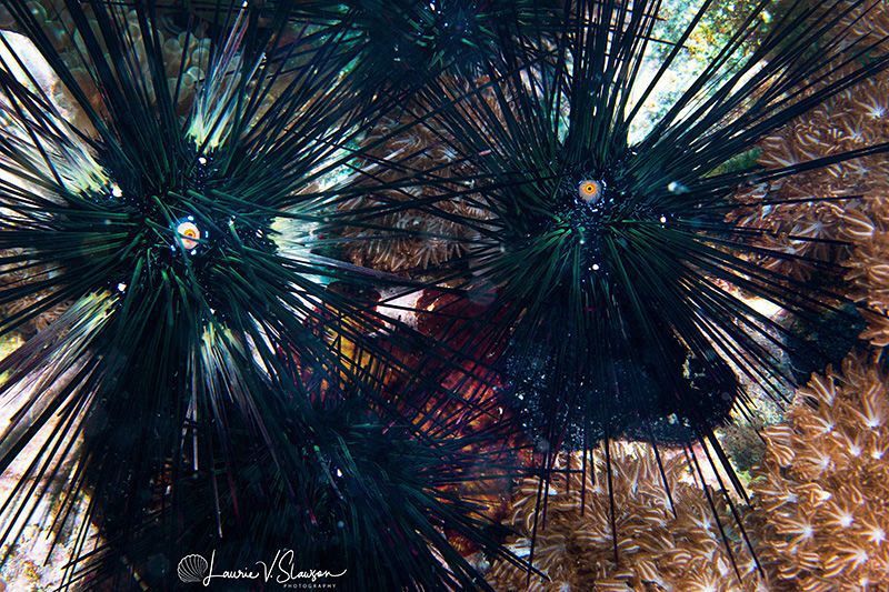 Black Sea Urchins/Photographed with a Canon 60 mm macro l... by Laurie Slawson 