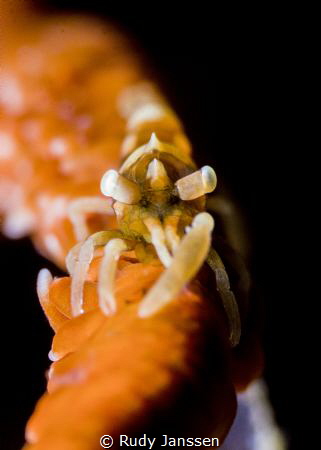 Whip Coral Shrimp by Rudy Janssen 