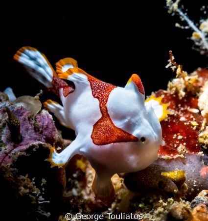 Tiny Frogfish!!! by George Touliatos 