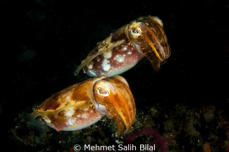 Cute cuttlefish couple. by Mehmet Salih Bilal 
