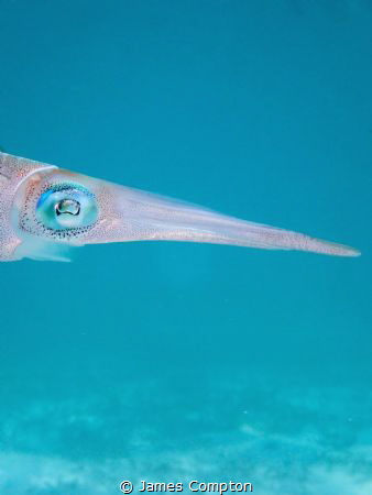 Close up of a Caribbean reef squid by James Compton 