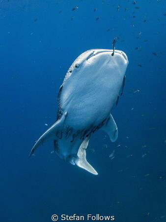 Seraph

Whale Shark - Rhincodon typus

Sail Rock, Tha... by Stefan Follows 