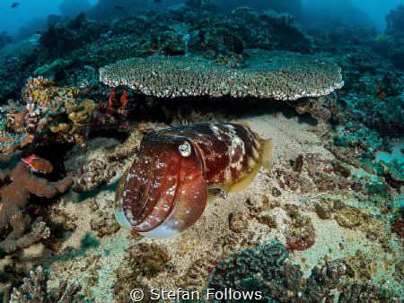 Whoop! Whoop! Whoop!

Reef Cuttlefish - Sepia latimanus... by Stefan Follows 