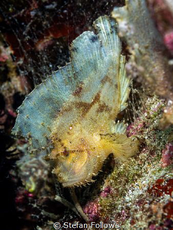 Same same ...

Leaf Scorpionfish - Taenianotus triacant... by Stefan Follows 