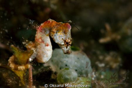 Pontoh's pygmy seahorse (Hippocampus pontohi) by Oksana Maksymova 