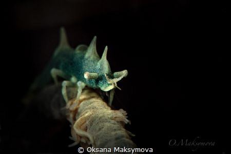 Dragon shrimp (Miropandalus hardingi) by Oksana Maksymova 