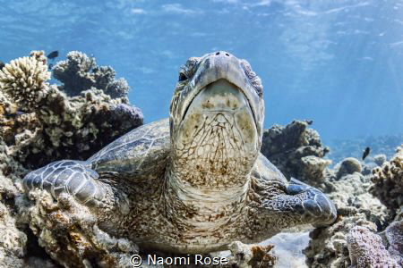 A sleepy Green Sea Turtle lazily peeks out of one eye to ... by Naomi Rose 