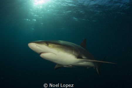 caribean reef shark, gardens of the queen, cuba. canon 60... by Noel Lopez 