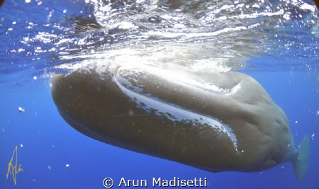 Sperm Whale smile. (taken under permit) by Arun Madisetti 
