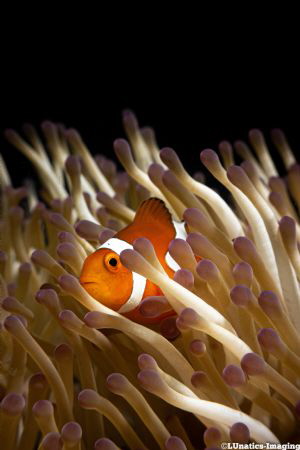 A little orange clownfish in his natural habitat. by Luca Keller 