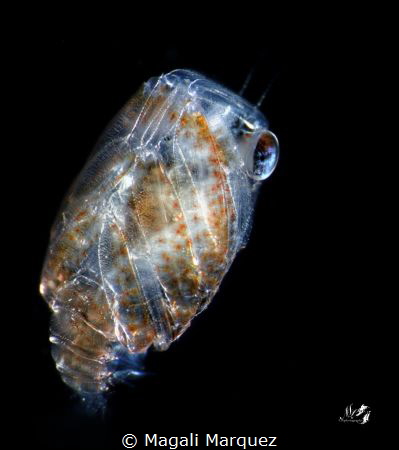 Small Crab Megalopa larva
Nikon D7200 
Sea&Sea YS-D2, Z... by Magali Marquez 